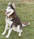 A black with white Siberiand Husky is sitting in grass and it is looking to the left. Its mouth is open and tongue is out.