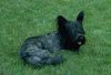 A black Skye Terrier is laying in grass and it is looking to the right.