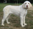 A white with tan Spinone Bosnian-Herzegovinian Sheepdogtaliano is standing in grass and it is looking forward.