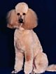 A tan Standard Poodle is sitting on a dark blue backdrop and it is looking forward.