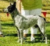 Left Profile - A white and black Australian Stumpy Tail Cattle Dog is standing in grass and it is looking to the left. There is a person standing behind the dog.
