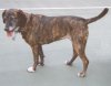 A brown with white Treeing Tennessee Brindle dog is standing on a tennis court and it is looking to the left. Its mouth is open and tongue is out.