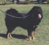 Right Profile - A black with tan Tibetan Mastiff is standing in grass. His mouth is open and tongue is out.