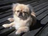 A tan with white Tibetan Spaniel is laying on a hardwood porch. It is looking forward.