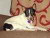 A white with black and tan Toy Fox Terrier is laying on a couch and it is looking forward.