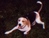 A black, tan and white Treeing Walker coonhound is playbowing in grass outside. Its mouth is open and tongue is out.