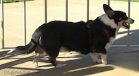 Right Profile - A black with white and tan Cardigan Welsh Corgi is standing on a concrete surface. There is a bike rack behind it. The Corgis mouth is open.