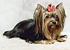 A black with tan Yorkshire Terrier has a red ribbon in its hair and it is laying on a white backdrop and it is looking to the right.
