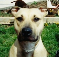 Close Up - A tan with white American Pit Bull Terrier is sitting on grass and there is a garden behind it.