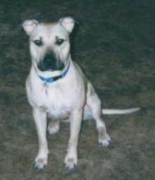 Front view - A tan with black American Pit Bull Terrier is wearing a blue collar sitting on a carpet looking forward.