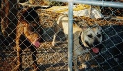 Two American Pit Bull Terriers standing on dirt behind the chain link fence with there mouth opens and tongues out