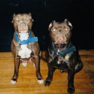 Two American Pit Bull Terriers are sitting on a hardwood floor