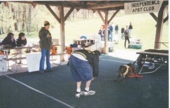 An American Pit Bull Terrier is pulling a cart under a pavilion at a weight pulling contest. There is a person standing in front of it and there is a table of people to the left of it.