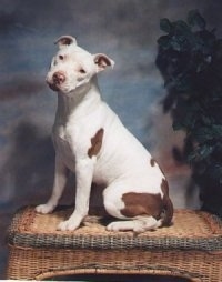 The left side of a white with brown spotted American Pit Bull Terrier that is sitting on a wicker ottoman. Its head is tilted to the right and it is looking forward.