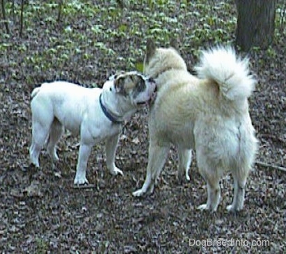 Spike the Bulldog is sniffing the neck of a tan with white Shepherd Husky in front of him.