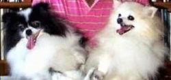 Close up - A black and white Pomeranian is laying next to a tan with white Pomeranian is laying in the lap of a person in a pink shirt. The two Poms are looking up and to the left. There mouths are open and tongues are out.