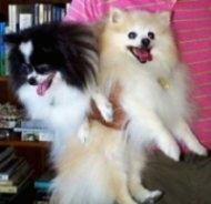 Close up - A black and white Pomeranian is being held next to a tan with white Pomeranian under the arm of a person in a pink shirt.