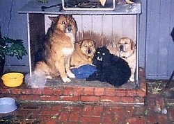 Four dogs are sitting and laying in a doghouse