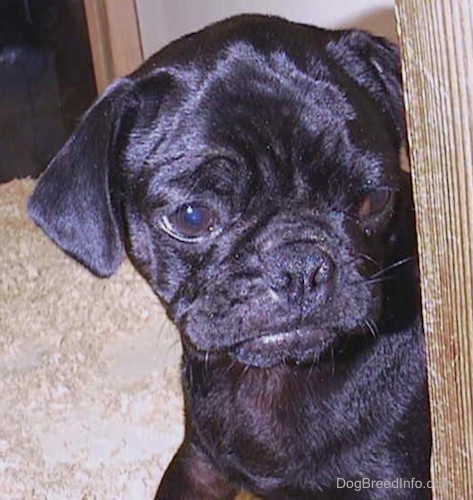 Close up head shot - a shiny black pup puppy with wrinkles on its haed and a frown on its face peering around the corner of a pen. It is looking to the right.