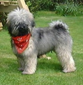 The left side of a grey with black and white Puli that is standing in grass and it is looking forward. It is wearing a red bandana and its fur looks soft.