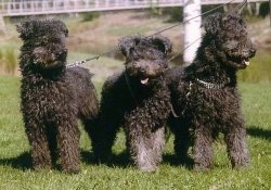 Three black Pumi dogs are standing in a row in grass and all of there mouths are open and tongues are out.