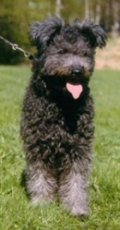 Close up - A black Pumi is standing in grass and it is looking to the right. Its mouth is open and tongue is out. It has longer hair on its pompom-like ears.