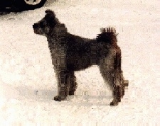The left side of a black Pumi that is standing in snow and it is looking to the left.