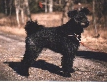 The right side of a black Pumi that is standing across a dirt pathway. It is looking to the right. It has long curly hair on its ears and tail.