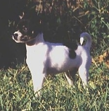 The front left side of a white with black Rat Terrier that is standing in grass and looking to the left. Its tail is curled up over its back.