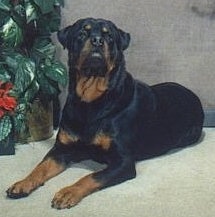 Front side view - A black and tan Rottweiler is laying across a carpet and it is looking up and forward. There is a potted plant to the left of it.