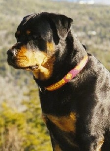 Close up side view - A black and tan Rottweiler is sitting in grass and it is looking to the left.