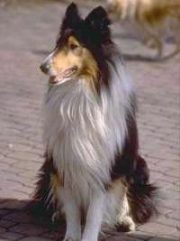 A black, tan and white tricolor Rough Collie is sitting on a brick road and looking to the left. There is another dog walking behind it