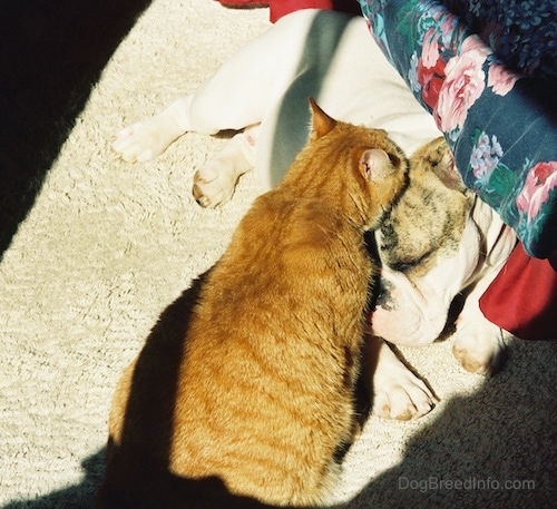 Rusty the orange tiger cat is sitting on a carpet and licking the head of Spike the Bulldog which is next to a bed