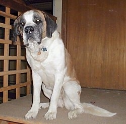 A shorthaired, white and brown with black Saint Bernard is sitting at the top of a staircase in a house, it is looking forward and its head is slightly tilted to the left.
