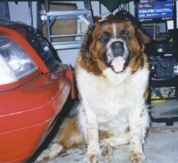 A huge brown with white and black Saint Bernard is sitting in a garage and it is looking forward. Its mouth is open and its tongue is sticking out. There is a red vehicle to the left of it.