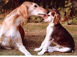 A brown with white Saluki is licking the face of a Saluki puppy that is sitting to the right of it. The dog has a long snout.