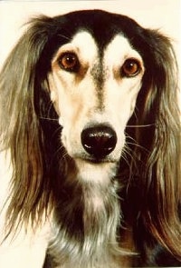 Close up - The face of a black and tan Saluki that is looking forward. It has a long thin muzzle and long drop ears with a lot o long hair on them with shorter hair on its head.