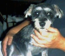A black with tan Miniature Schnauzer is sitting in the lap of a person who has there hands on its chest and backside.