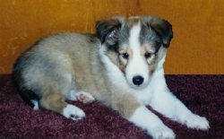 The right side of a young brown with white and black Shetland Sheepdog puppy laying across a carpet, there is a wooden dresser behind it and it is looking down.