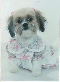 Close up front view - A shaved white with tan and black Shih-Tzu is sitting on a white backdrop, it has two pink ribbons above each ear, it is wearing a dress, it is looking forward and its head is tilted to the left.