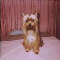 Front view - A longhaired, black and tan Silky Terrier dog is sitting on a table and it is looking forward. The dog has perk ears.