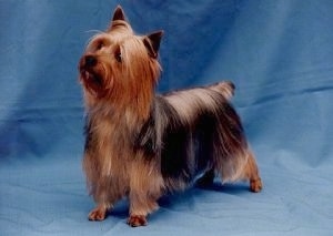 The front left side of a black and tan Silky Terrier that is standing on a blue backdrop, it is looking up and to the left.