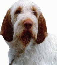 Close up head shot - A white with brown Spinone Italiano is looking forward. There is a white composite layer behind it.
