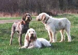 Three Spinone Italianos are standing and laying in a field. The dogs look wiry.