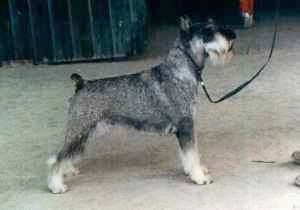 Right Profile - A black, grey and white Standard Schnauzer dog standing across a concrete surface looking up and to the right.