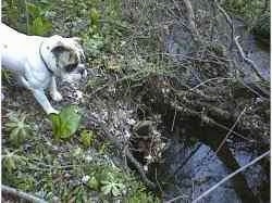 Spike the Bulldog is standing on a steep bank looking down at a stream.