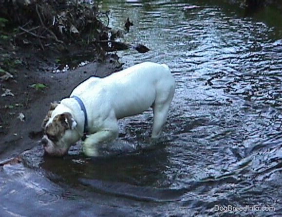 The front left side of Spike the Bulldog walking across a small stream.