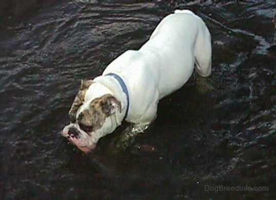 Top down view of Spike the Bulldog standing in a deep stream.