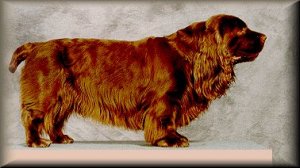 Right Profile - A short-legged, brown Sussex Spaniel dog standing on top of a platform in front of a grey backdrop. The dog has long fringe hair on its ears and underbelly and a short tail.
