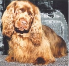 Close up front view - A low to the ground, brown Sussex Spaniel dog sitting on a carpet, it is looking down and its head is slightly tilted to the right. It has long soft thick fur on its ears.